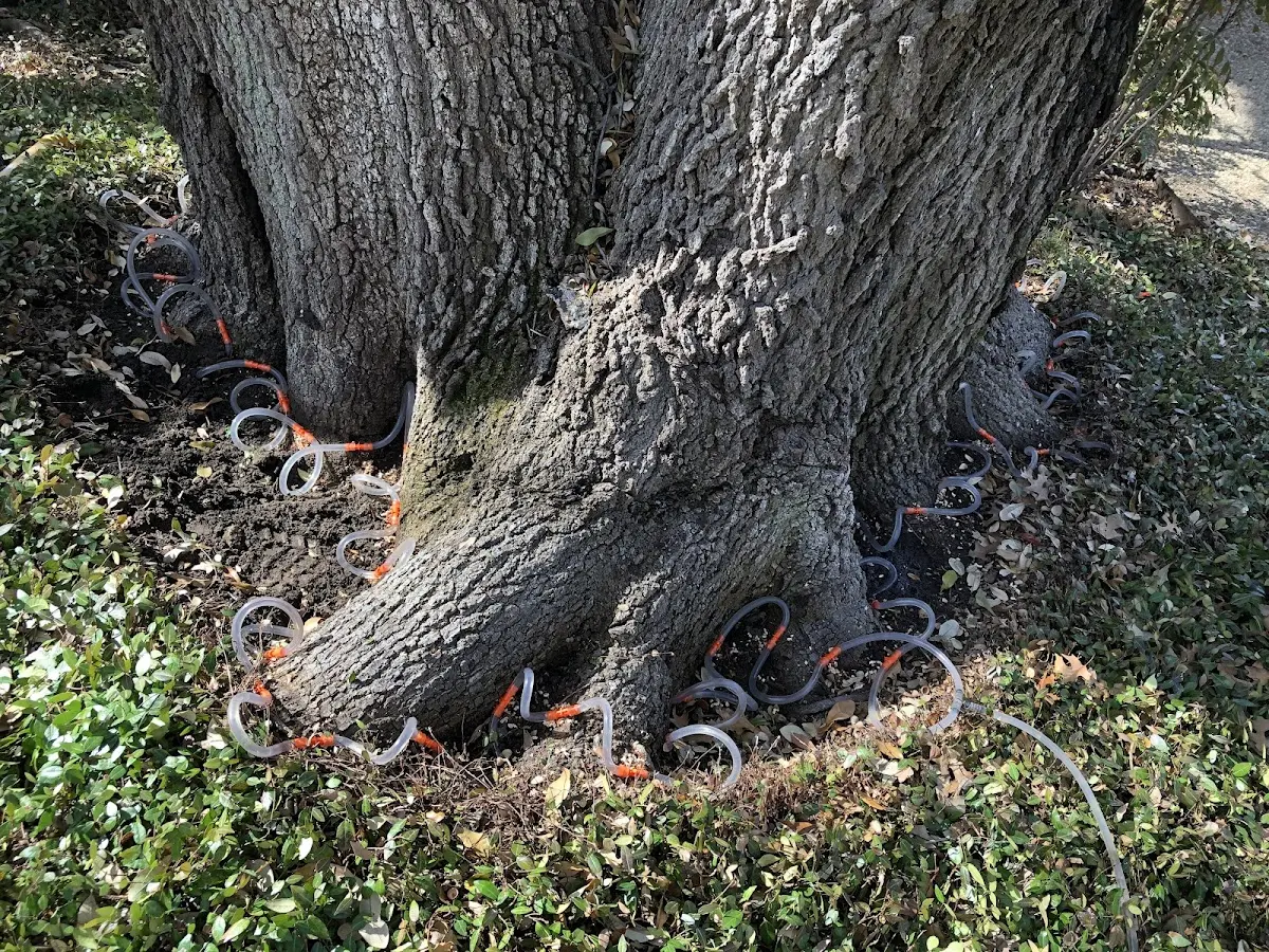 Detailed Tree Cabling and Bracing job site in Normandy Beach