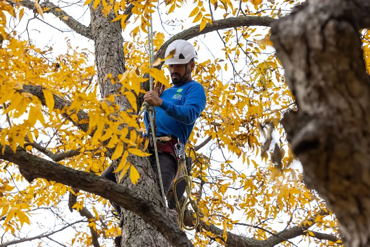 Skilled Tree Transplanting crew working in Normandy Beach